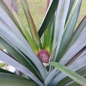 Meet your Posher, Sylvia